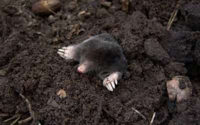How to Get Rid of Moles: A Complete Guide