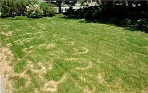 Kentucky bluegrass with circular, brown rings formed by necrotic ring spot