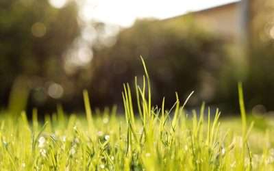 Best Grass Varieties For A Green Healthy Lawn This Summer