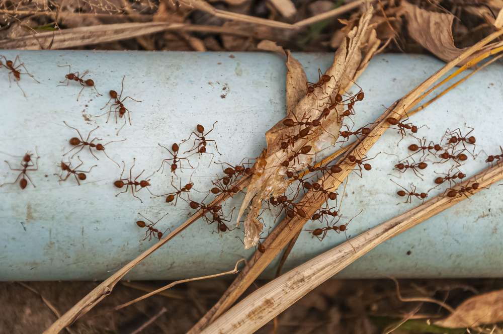 Got an Ant Problem? 10 Tips for Getting Rid of Ants Indoors and Out