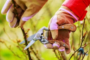 Pruning branches with gardening shears, wearing gloves.