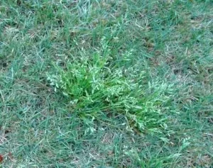 Poa annau, annual bluegrass, growing in a small tuft within perennial kentucky bluegrass