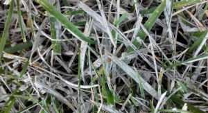 Turf grass with white, powdery mildew fungus growing on the grass blades.