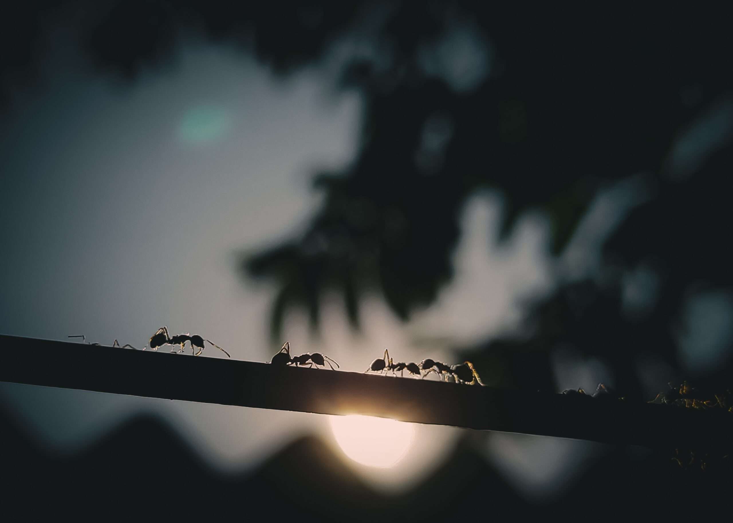 7 Things To Look For In A Pest Control Company