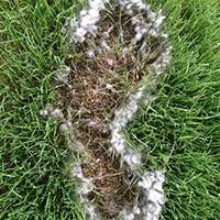Pythium blight fungal spores form a fluffy layer around the edges of a section of grass that has died because of the fungus.