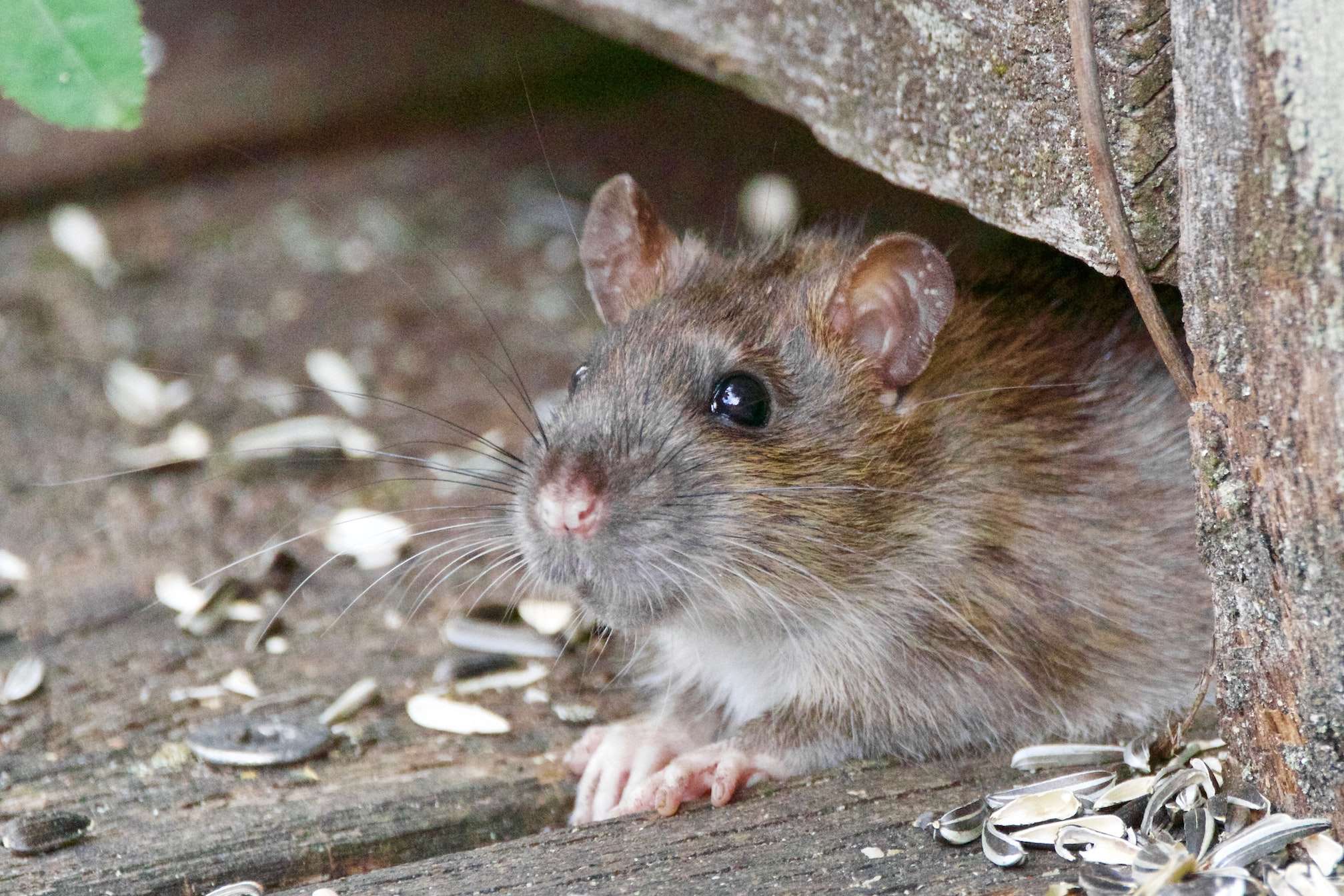 rat hiding
