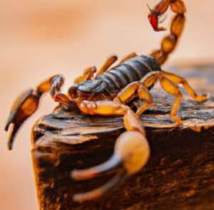 Scorpion poised on wooden surface, close-up.