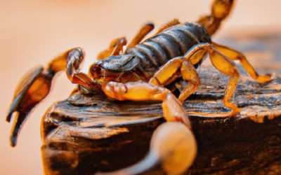 Keeping Your Summer Safe: How Pest Control Services Combat Common Summer Pests