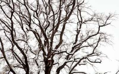 How To Avoid Winter Tree Damage in Utah