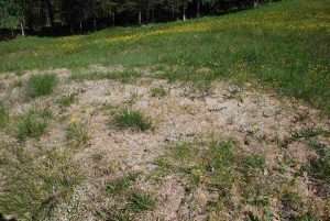 Turf grass with snow mold fungus, which causes a white colored mildew to form on grass blades that eventually kill the lawn.