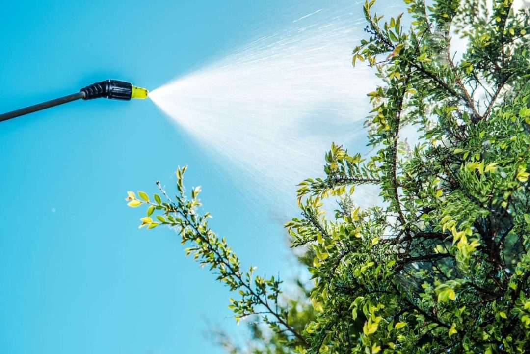 Feeing your tree correctly will improve the health of the leaves, branches, trunks and roots of your trees.