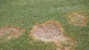 Bare, brown colored patches on green lawn grass caused by brown patch fungus