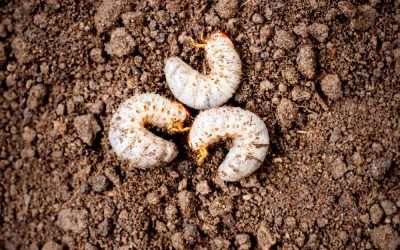 Worried About Lawn Grubs? How to Identify, Treat, and Prevent Lawn Grubs