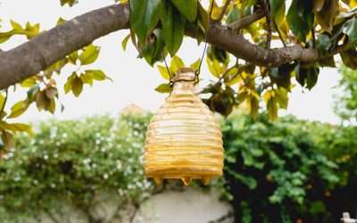 Pest Traps: Does Trapping Bugs Really Work?