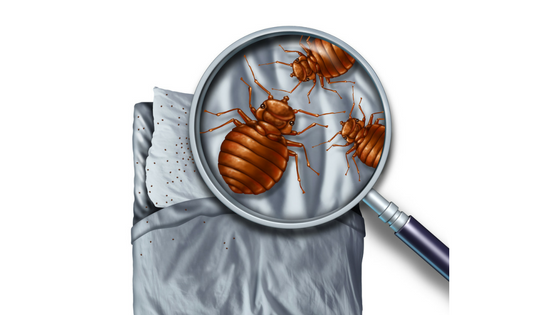 5 Practical Ways to Get Rid of Bed Bugs Naturally