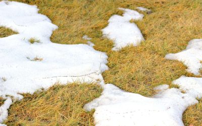 How To Treat Snow Mold