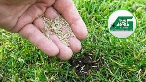 A hand gently pouring grass seed onto soil to fill in a missing patch of grass in turf grass. The All Green logo is in the top right corner of the image.