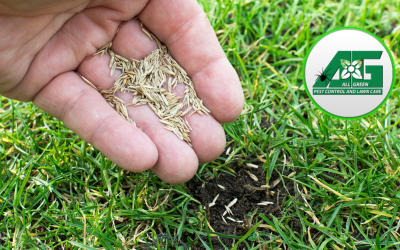 Is Seeding or Applying Pre-emergent Best In Spring