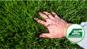 Hand reaching out and touching a lush, green, and thick lawn. There is a round logo for All Green in the bottom, right hand corner