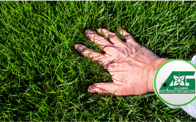 Preparing Your Lawn for Spring