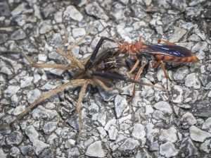 Wasp preying on spider on gravel.