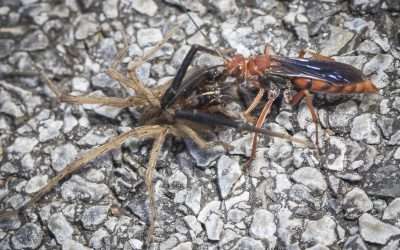 The Summer Triple Threat: Wasps, Ants, and Spiders