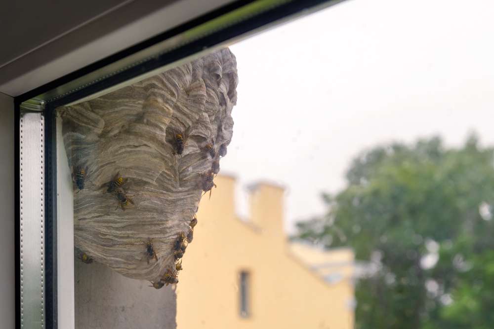 How to Get Rid of Wasps Safely:  Our Top 5 Tips for Wasp Control and Prevention