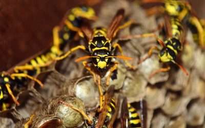 Eco-friendly Wasp Management: Protect Your Home
