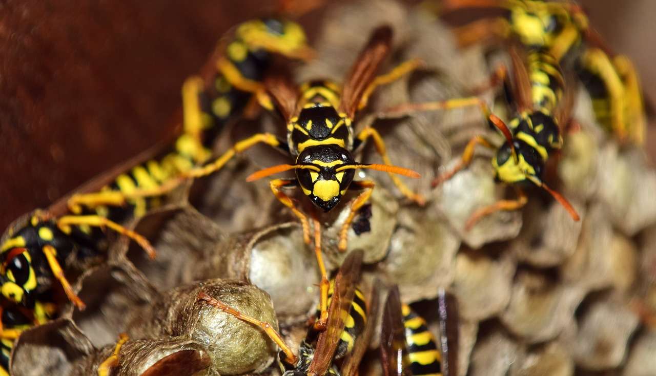 Wasps on nest close-up.
