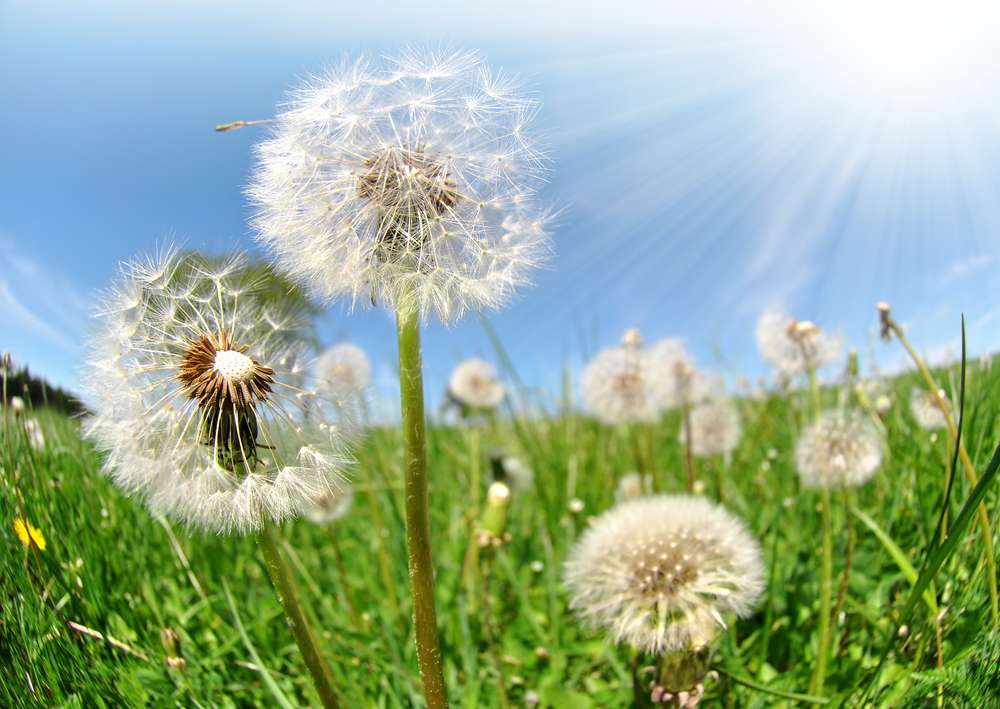 Your Utah Weed Control Questions Answered