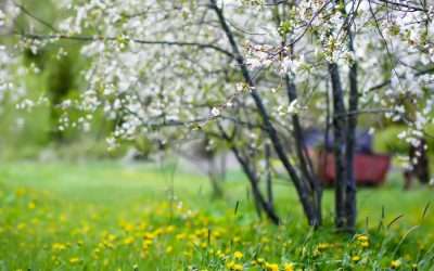 How To Know Spring Is Coming