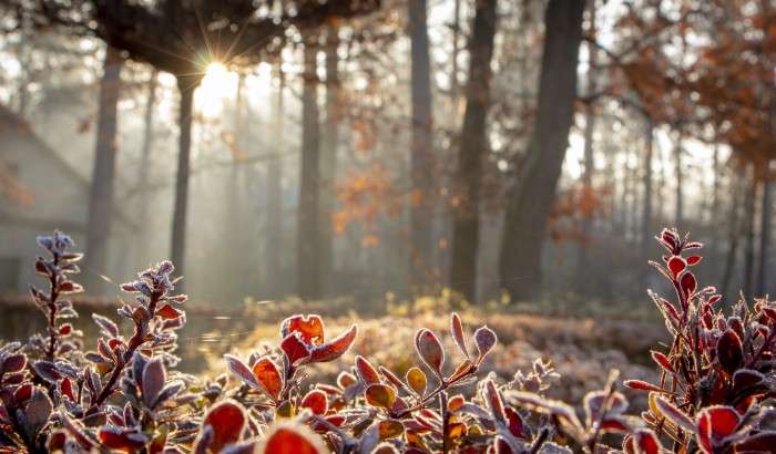 Winterizing Your Plants: A Step-By-Step Guide