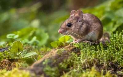 Preparing For Spring Pests in Northern Utah